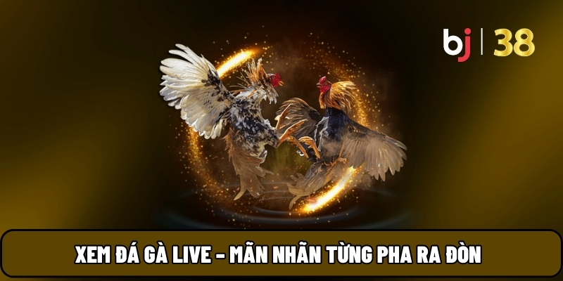 Đá gà Live