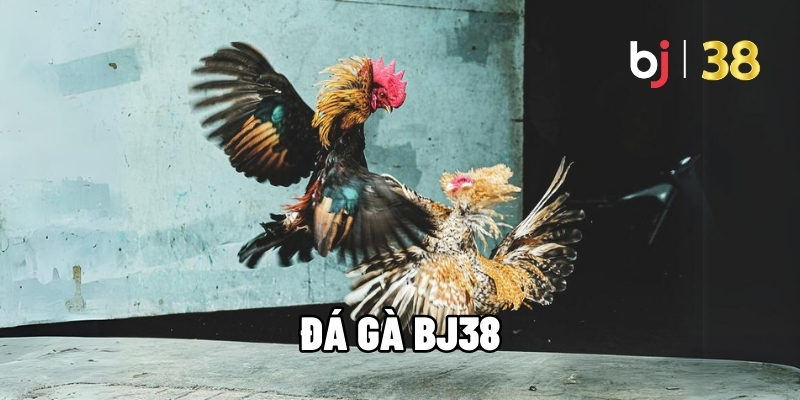Đá gà BJ38