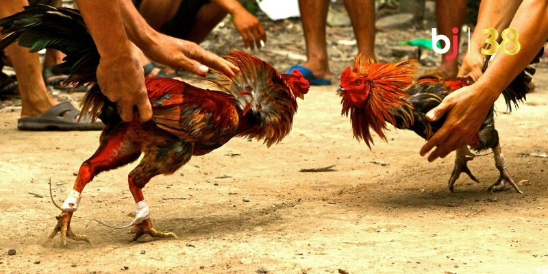 Lợi ích cho anh em khi tiến hành tham gia đá gà BJ38