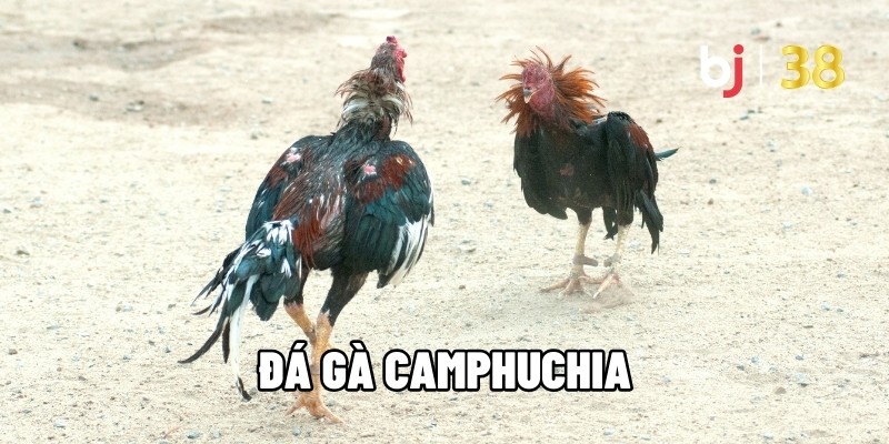 Đá gà Campuchia