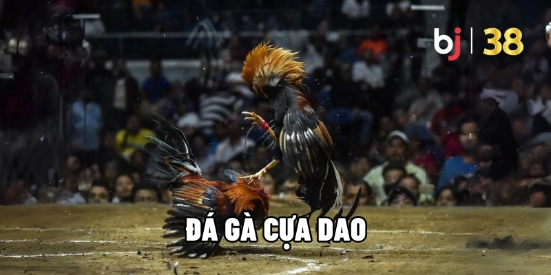 Đá gà cựa dao