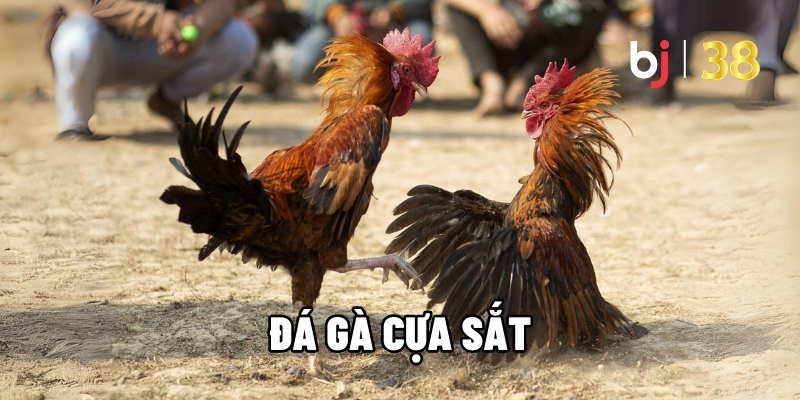 Đá gà cựa sắt
