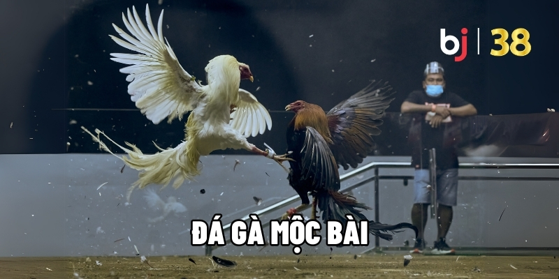 Đá gà Mộc Bài
