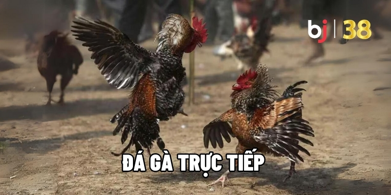 đá gà trực tiếp
